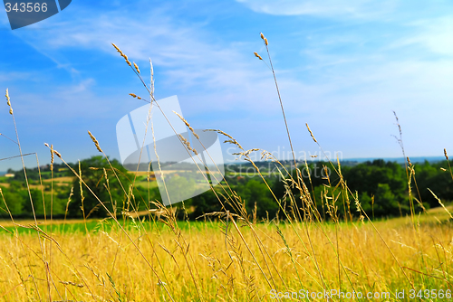 Image of Country meadow landscape