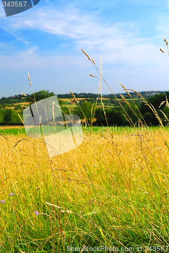 Image of Country meadow landscape