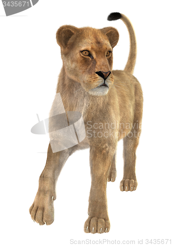 Image of Female Lion