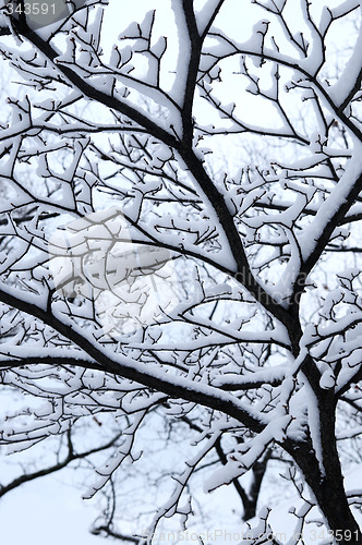 Image of Snowy branch