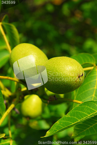 Image of Walnuts on a tree