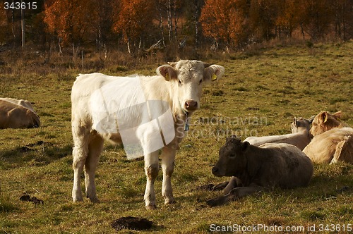 Image of White calf