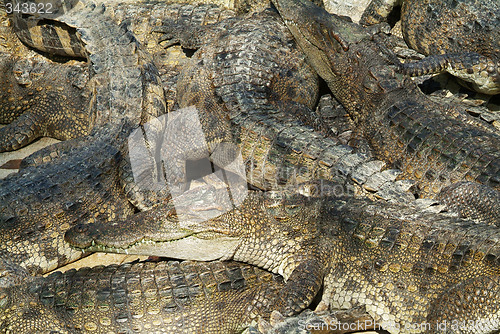 Image of Crocodile abstract