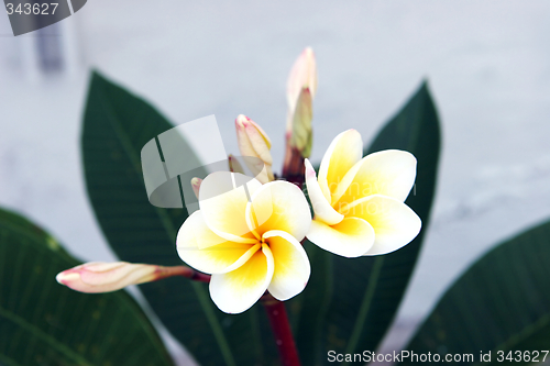 Image of Fragapani flower