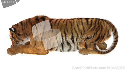 Image of Tiger