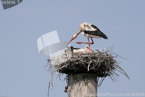 Image of Storks