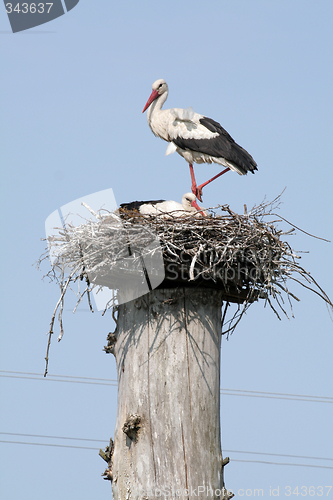 Image of Storks