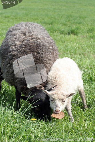 Image of Sheep