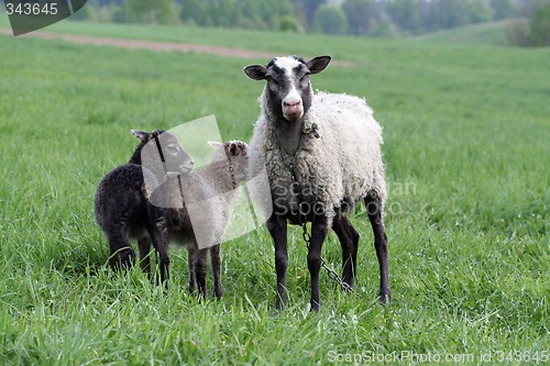 Image of Sheep