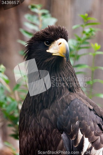 Image of Steller\'s sea eagle