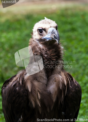 Image of Vulture