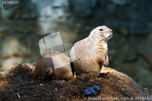 Image of Black-tailed prairie dog