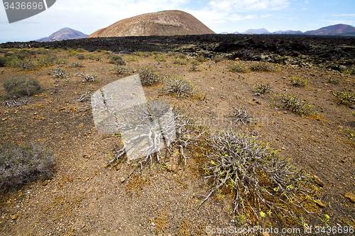 Image of flower   stone sky  hill   lanzarote spain