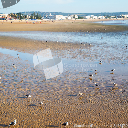 Image of abstract in morocco  sea africa ocean wave and  bird