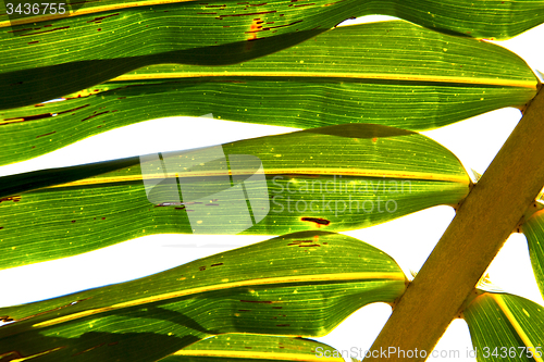 Image of    abstract  thailand in the light  leaf and his veins yellow