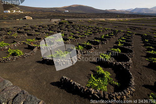 Image of cultivation home viticulture  lanzarote vine screw grapes   barr
