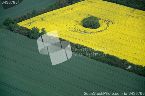 Image of Rape Field