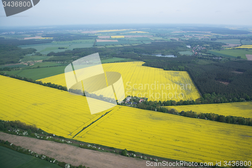Image of Rape Field