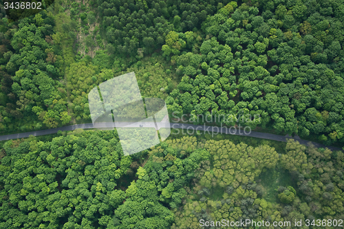 Image of Forest, Brandenburg, Germany