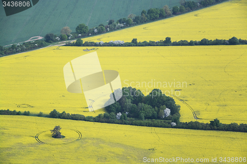 Image of Rape Field