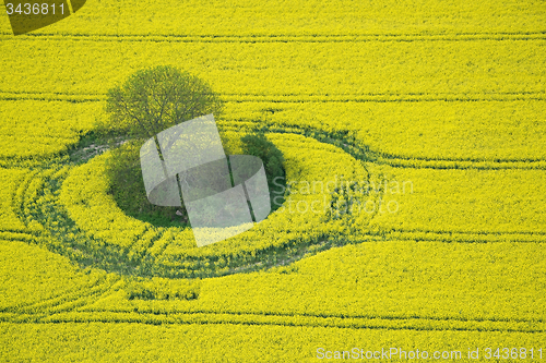 Image of Rape Field