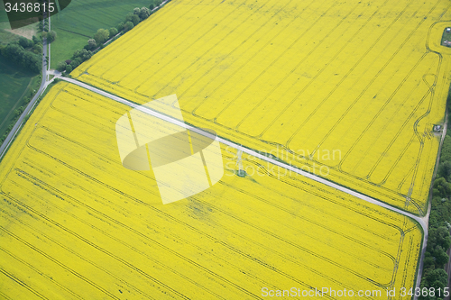 Image of Rape Field