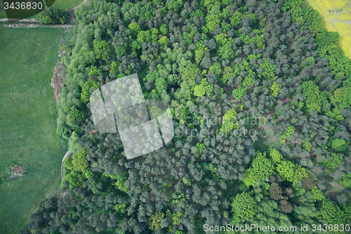 Image of Forest, Brandenburg, Germany