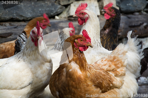 Image of Free Range Chicken