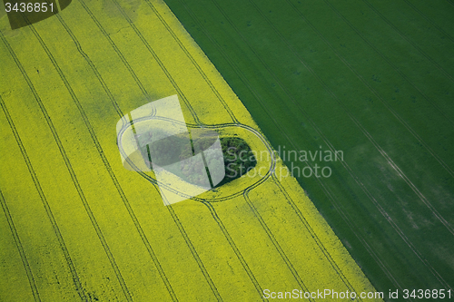 Image of Rape Field