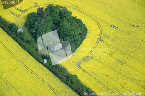 Image of Rape Field