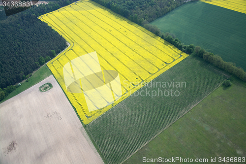 Image of Rape Field