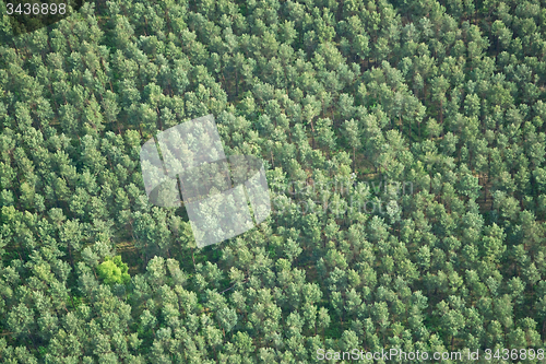 Image of Forest, Brandenburg, Germany