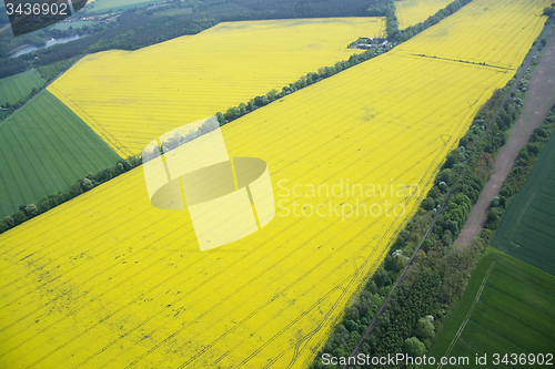 Image of Rape Field