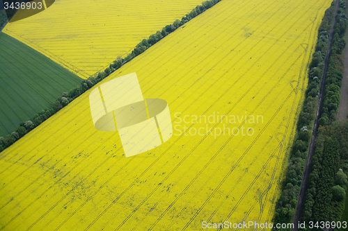 Image of Rape Field