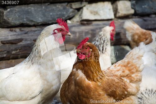 Image of Free Range Chicken