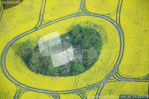 Image of Rape Field