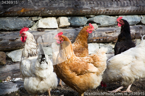 Image of Free Range Chicken