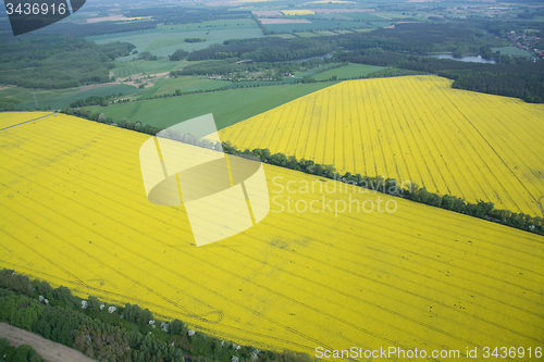 Image of Rape Field