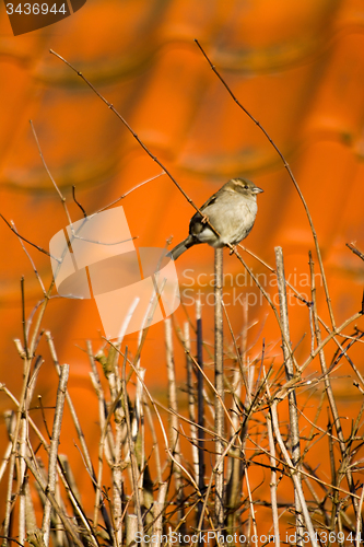 Image of Sparrow