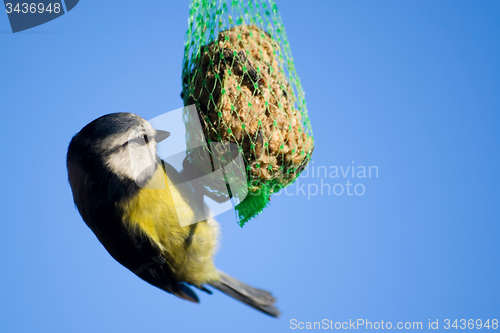 Image of Tomtit