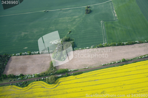 Image of Rape Field