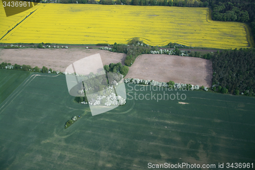 Image of Rape Field