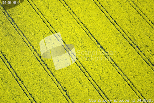 Image of Rape Field