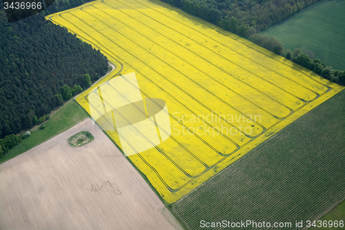 Image of Rape Field