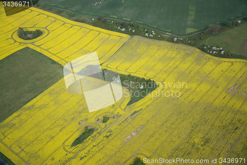 Image of Rape Field