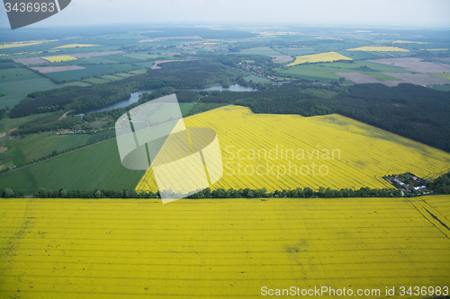 Image of Rape Field