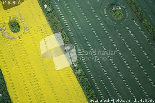 Image of Rape Field