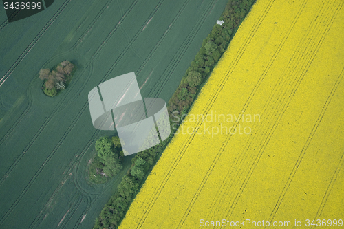 Image of Rape Field
