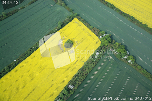 Image of Rape Field