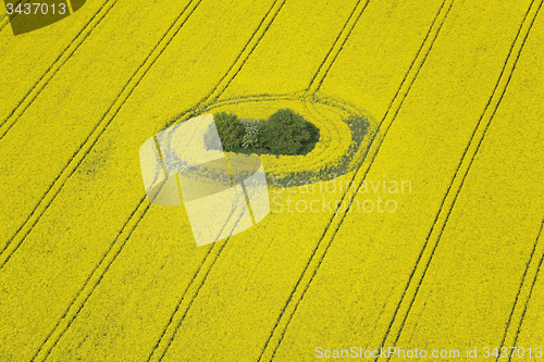Image of Rape Field